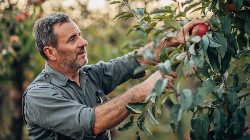 man in a work shirt is carefully picking apples in an orchard