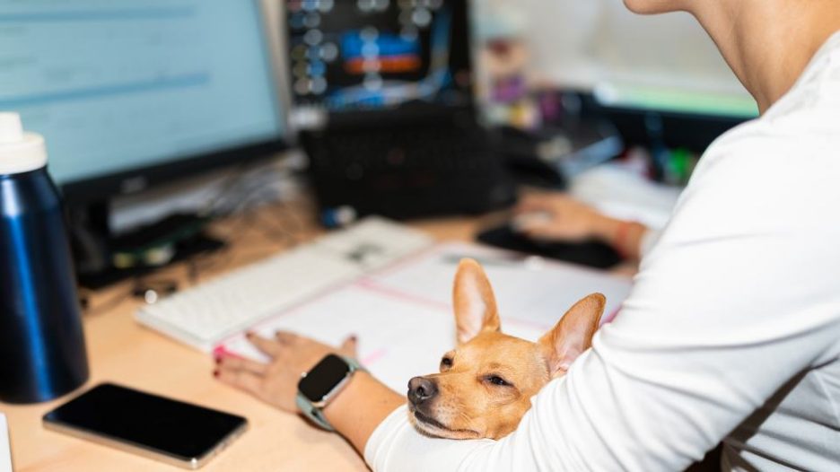 small brown dog sleeping on businesswoman's arm in home office