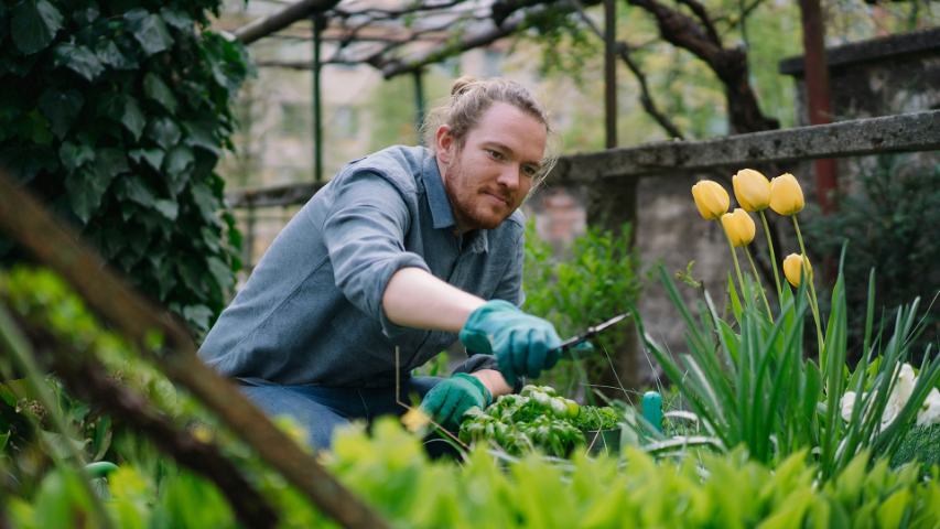 man in a work shirt is pruning a garden with yellow tulips