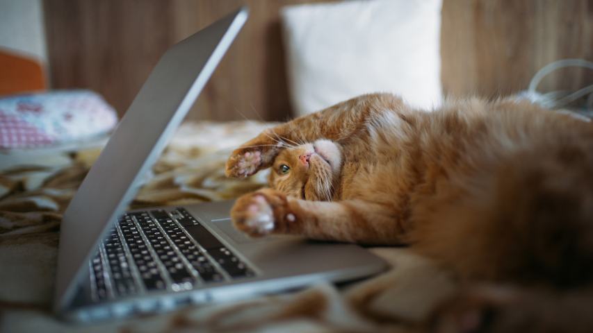 cat rolling over open laptop