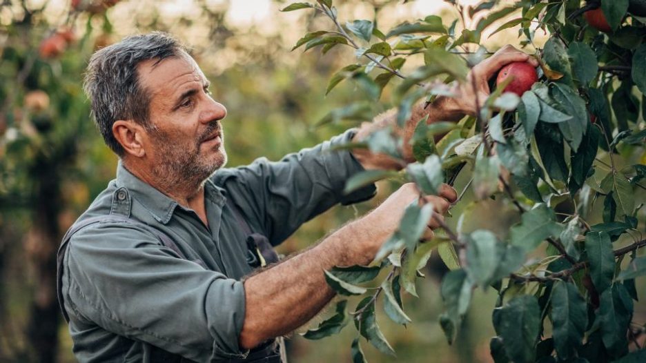 man in a work shirt is carefully picking apples in an orchard