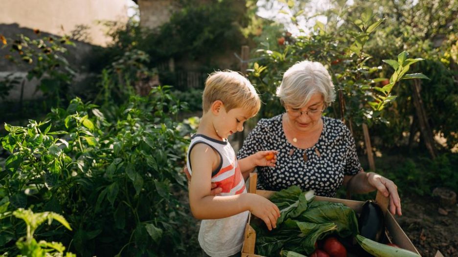 a grandmother and her young grandson are harvesting vegetables on a sunny afternoon